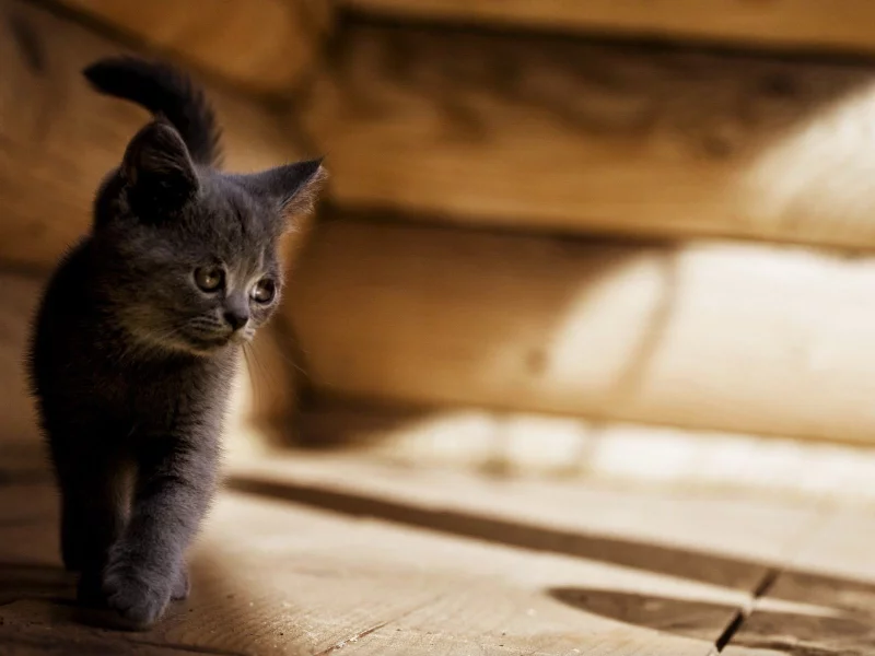 кот, кошка, котенок, грустный, серый, cat