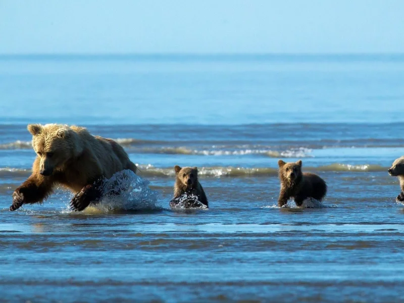 река, медвежата, вода, медведица