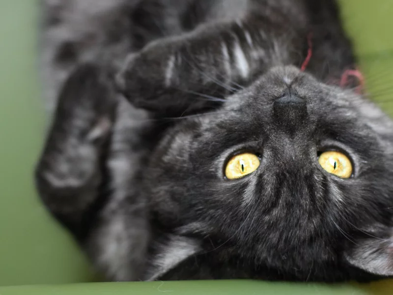 кот, черный, макро, полосатый, cat, кошка