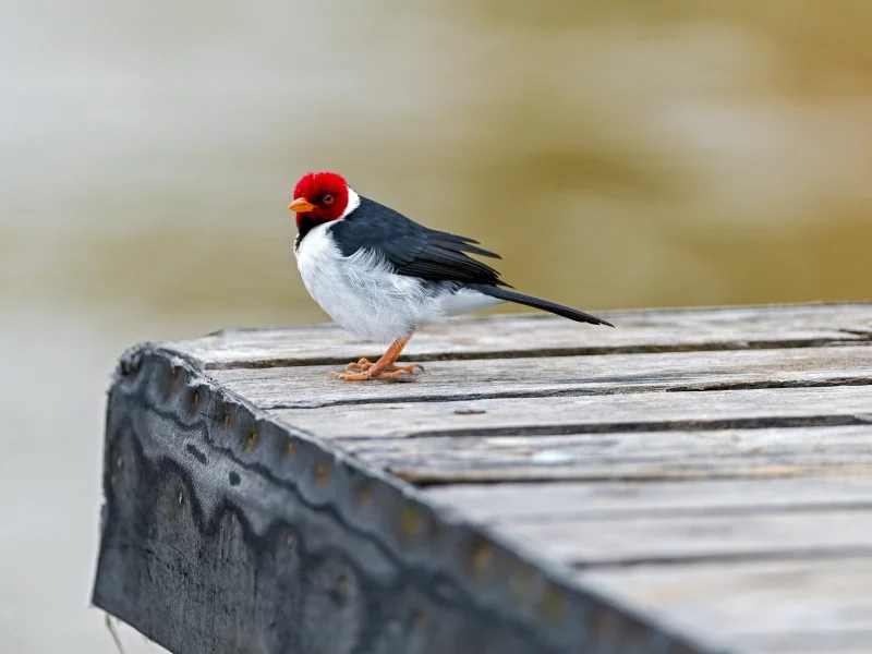 red capped cardinal, птица, мост