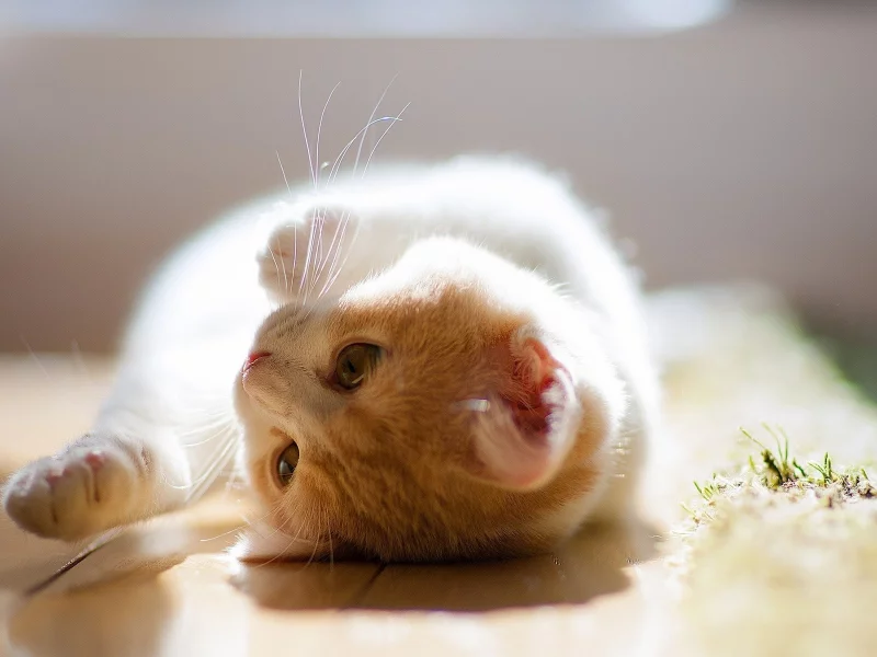 взгляд, лежит, рыжий, кошки, котенок