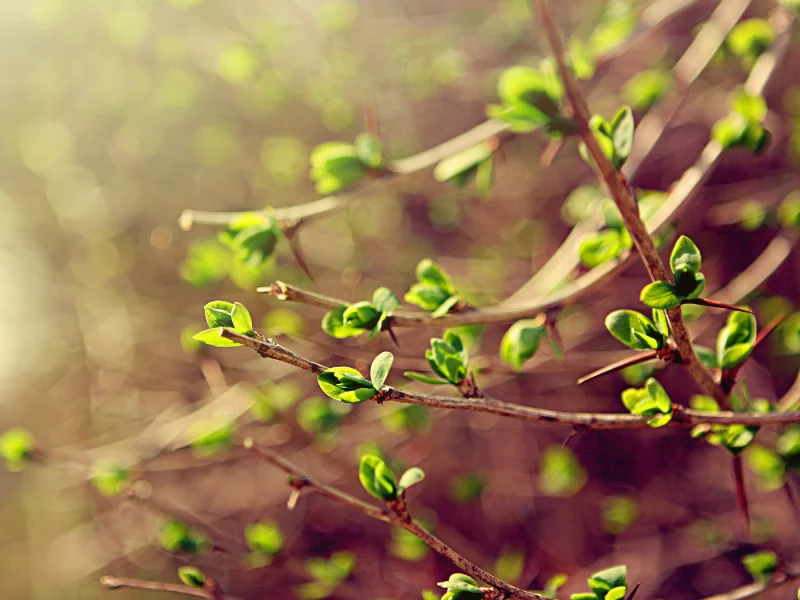 spring, макро, зелень, листья, весна, ветки