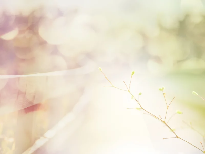 nature, природа, забор, макро, фонари