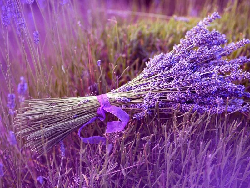 цветы, природа, лаванда, лента, букет