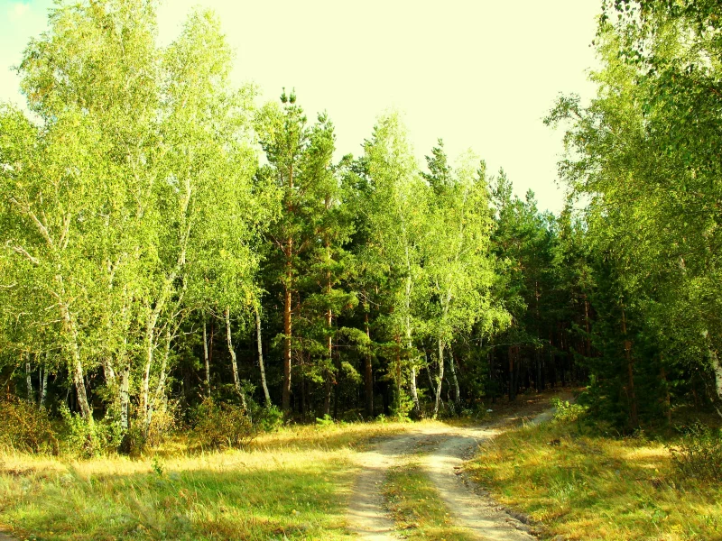 лето, июль, зелень, лес, опушка, завирушка, кокшетау, брещук