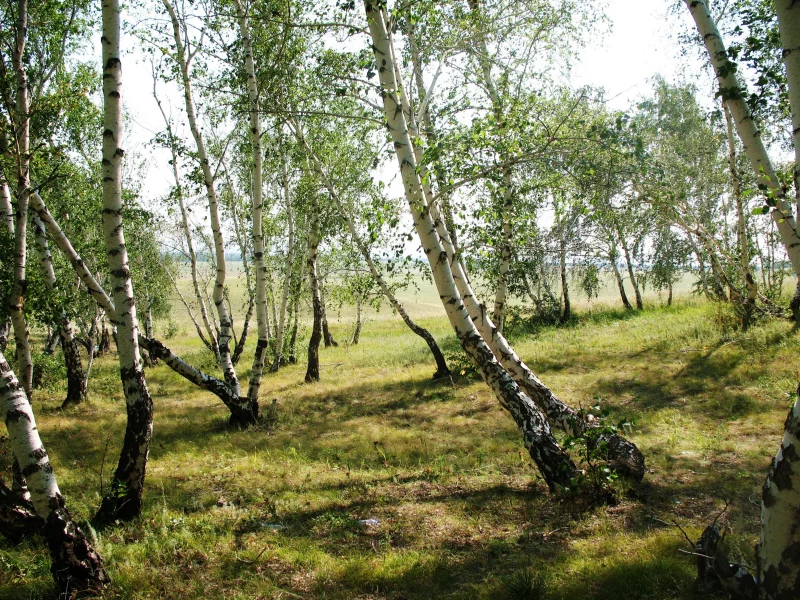 береза, лес, лето, сопка, пляшущий, зеленый, кокшетау, обои, картинка