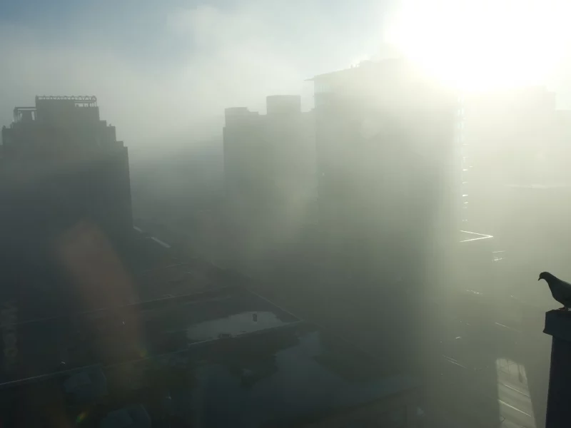 город, туман, голубь, дома, птица