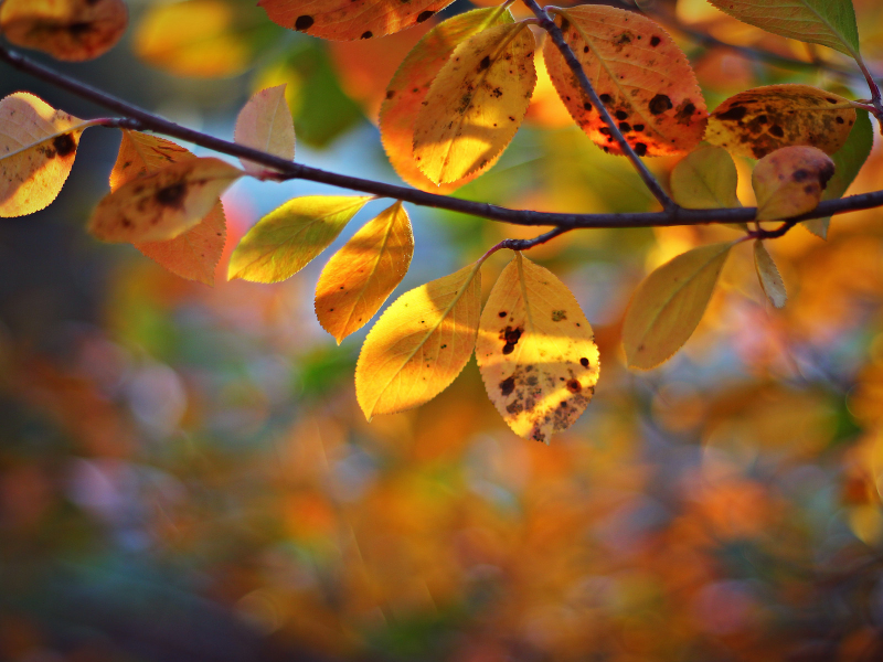 ветка, дерево, листья, осень, желтые