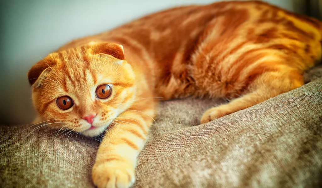 кот, играет, лапа, портрет, рыжий