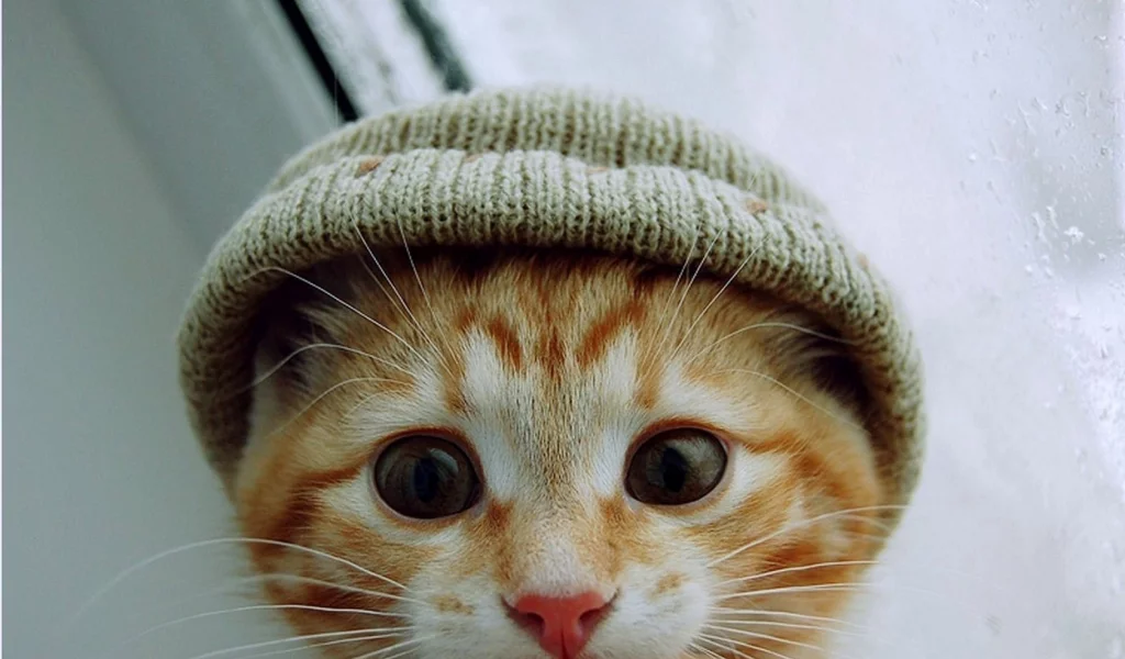 шапка, взгляд, котенок