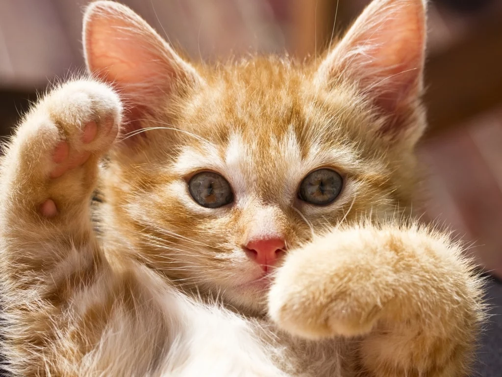 котенок, лежит, лапки, рыжий