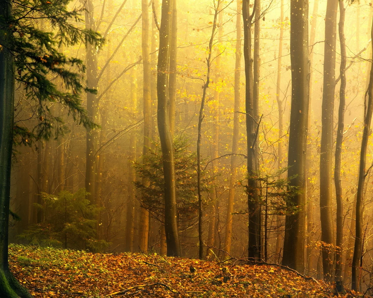 природа, осень, лес