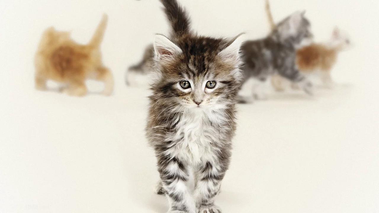 кошки, глаза, пол, котята, серые, рыжие