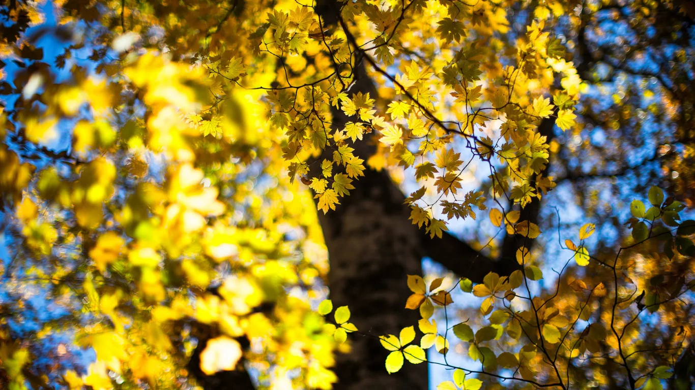 боке, дерево, листья, осень, october