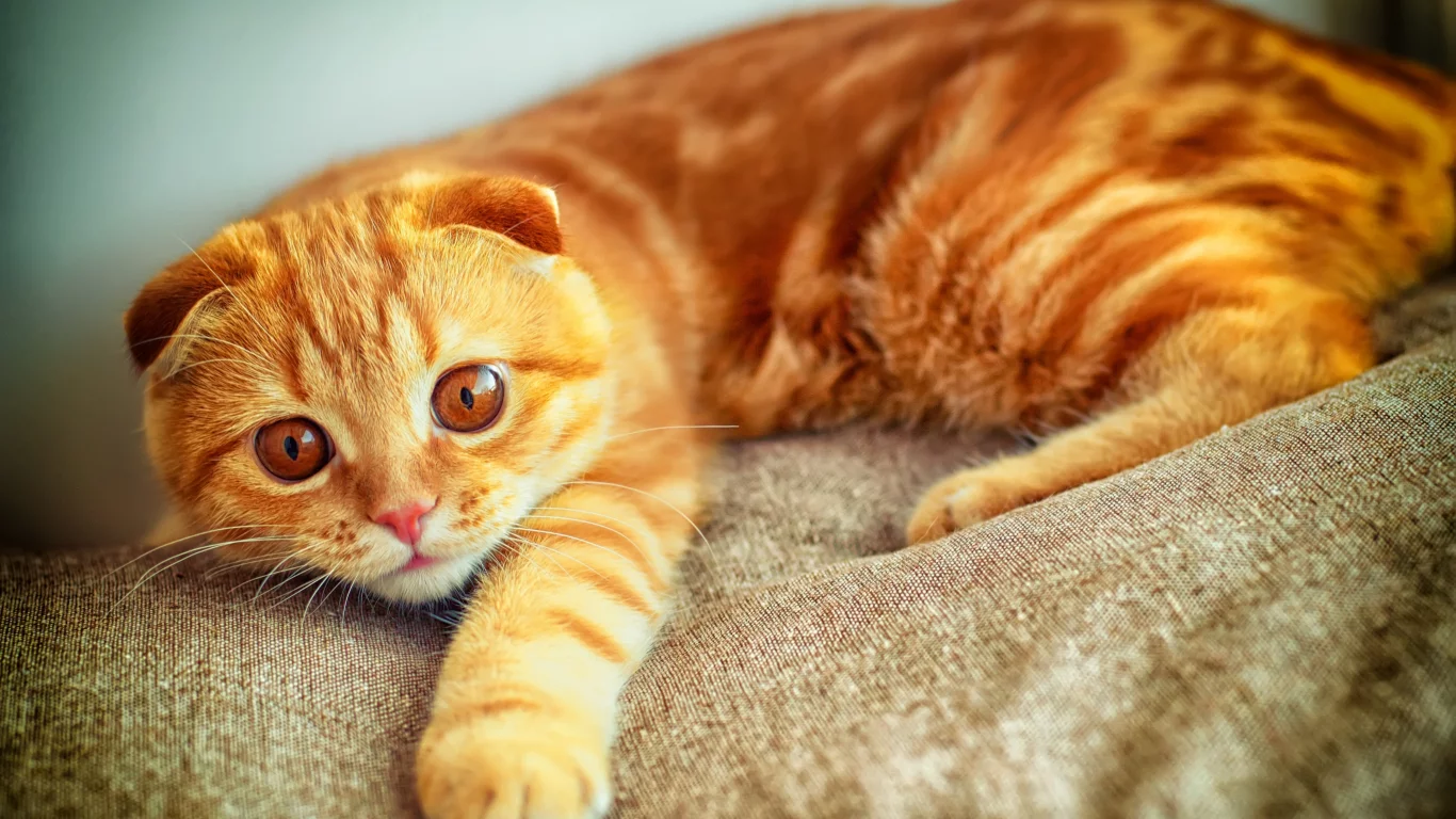 кот, играет, лапа, портрет, рыжий