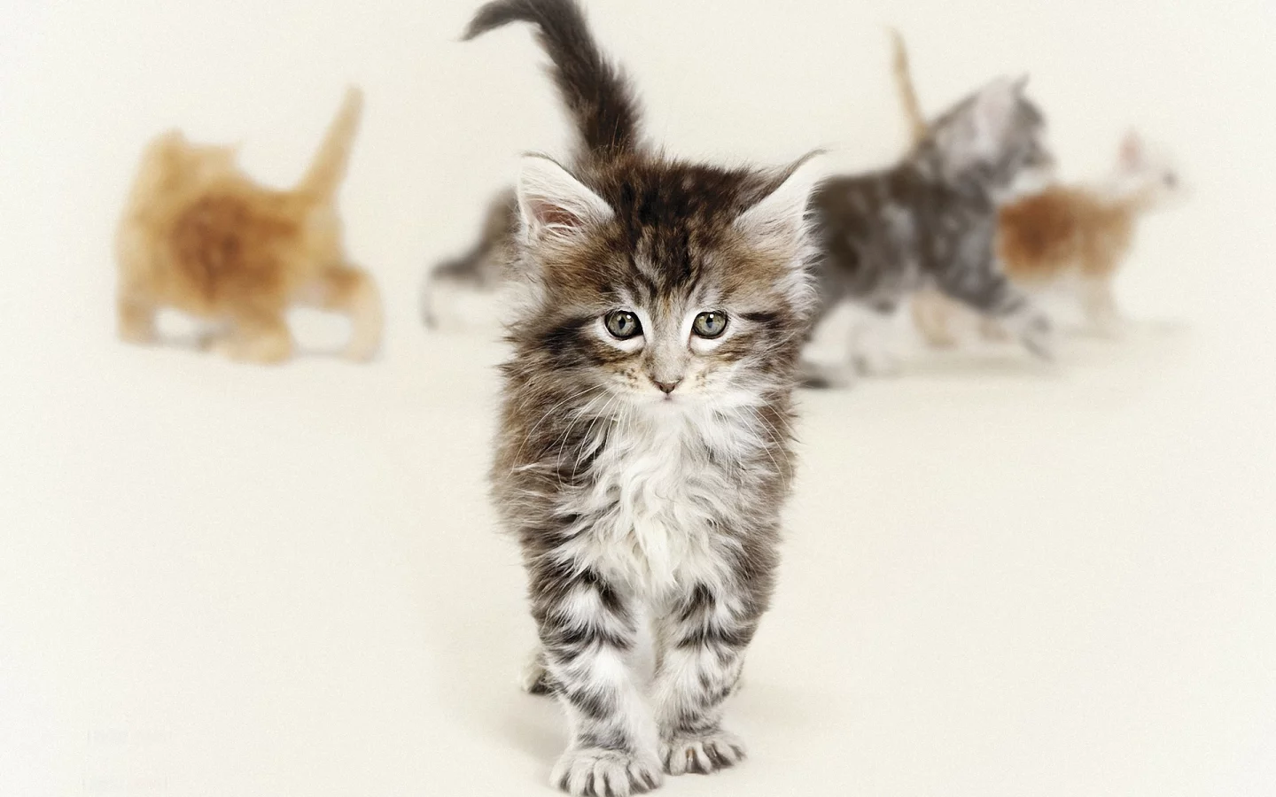 кошки, глаза, пол, котята, серые, рыжие