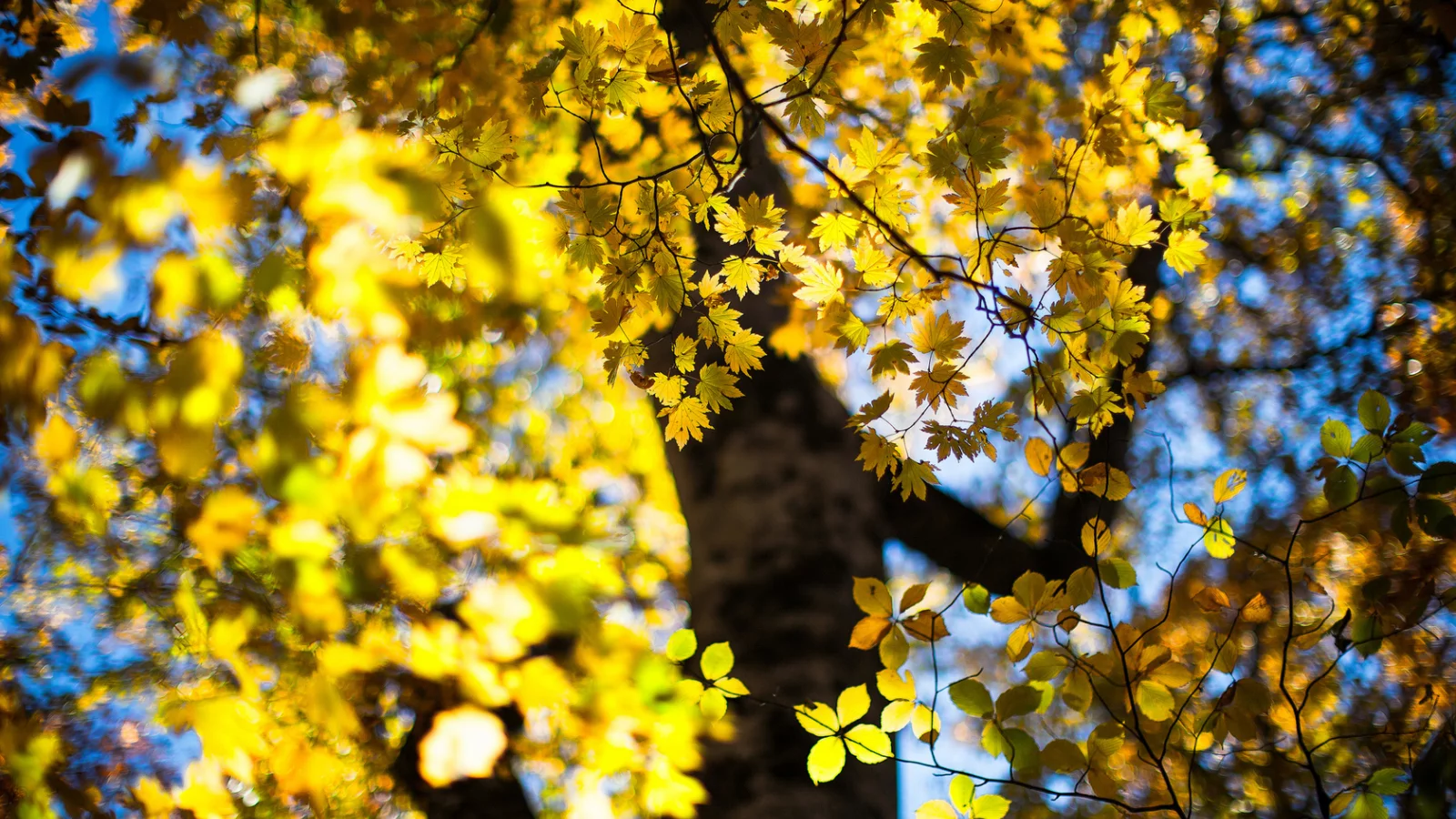 боке, дерево, листья, осень, october