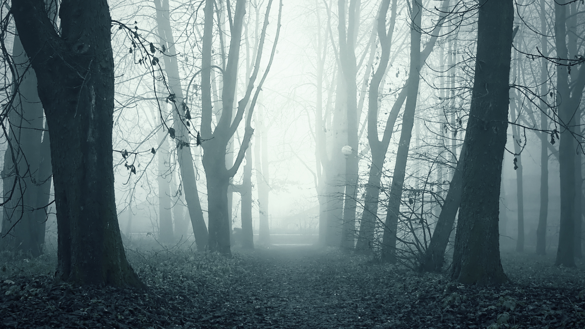 аллея, туман, утро, парк, ghostly path