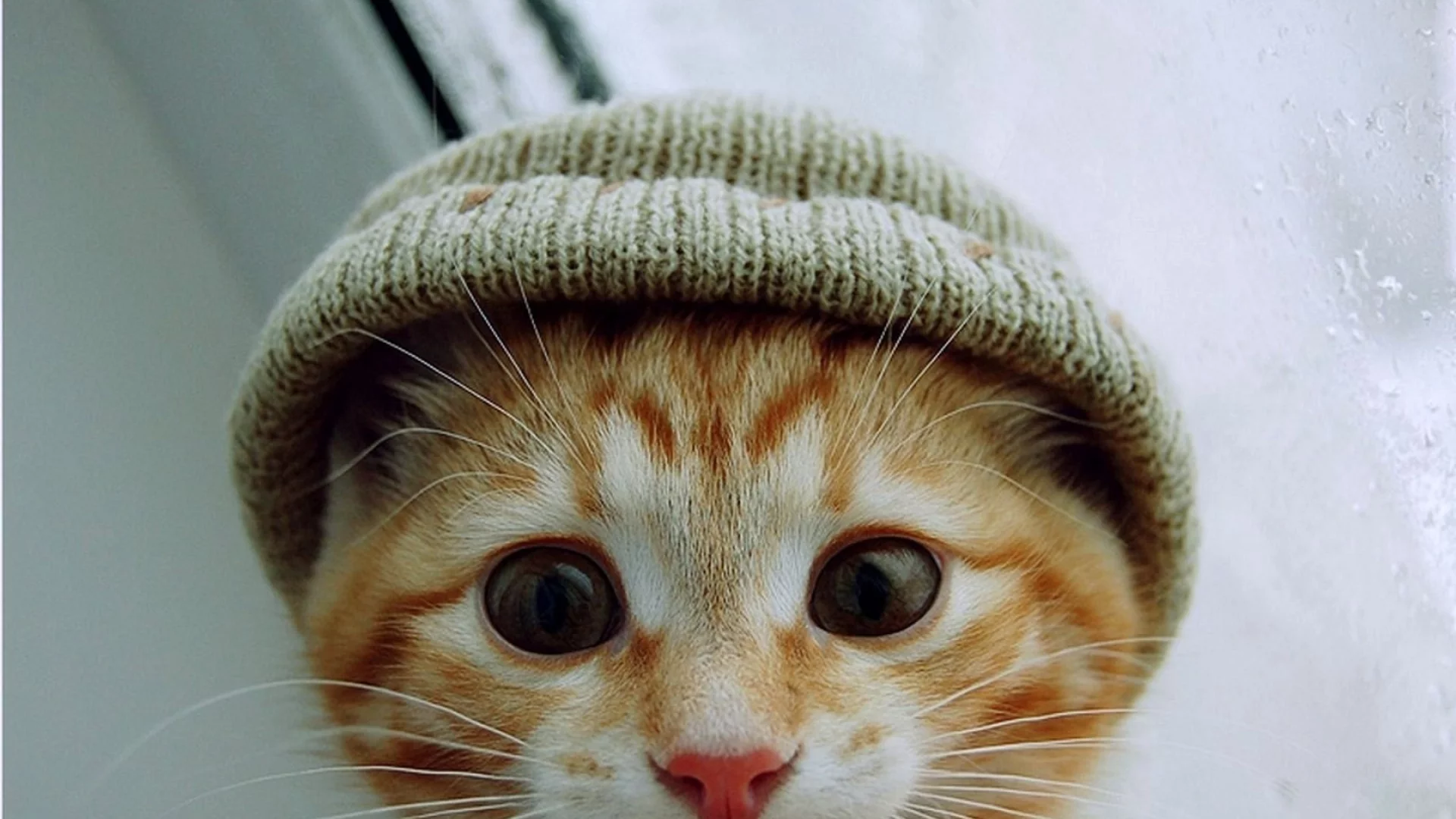 шапка, взгляд, котенок