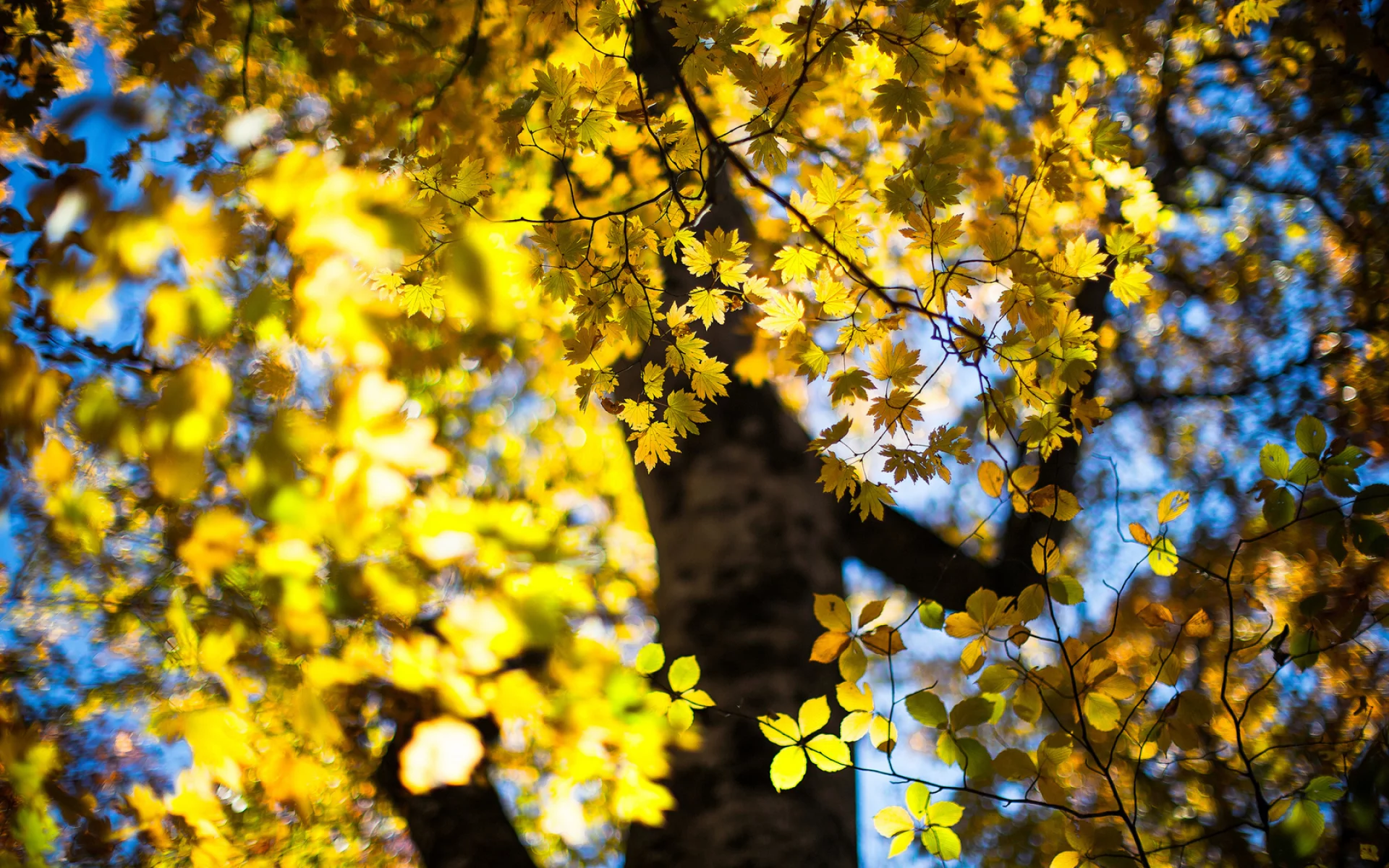 боке, дерево, листья, осень, october