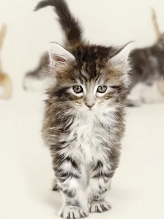 кошки, глаза, пол, котята, серые, рыжие