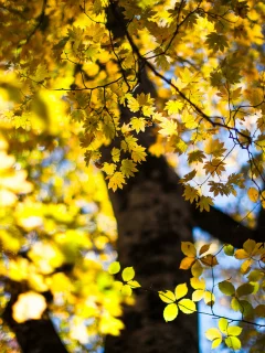 боке, дерево, листья, осень, october
