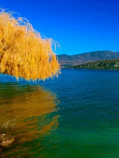 дерево, река, камни