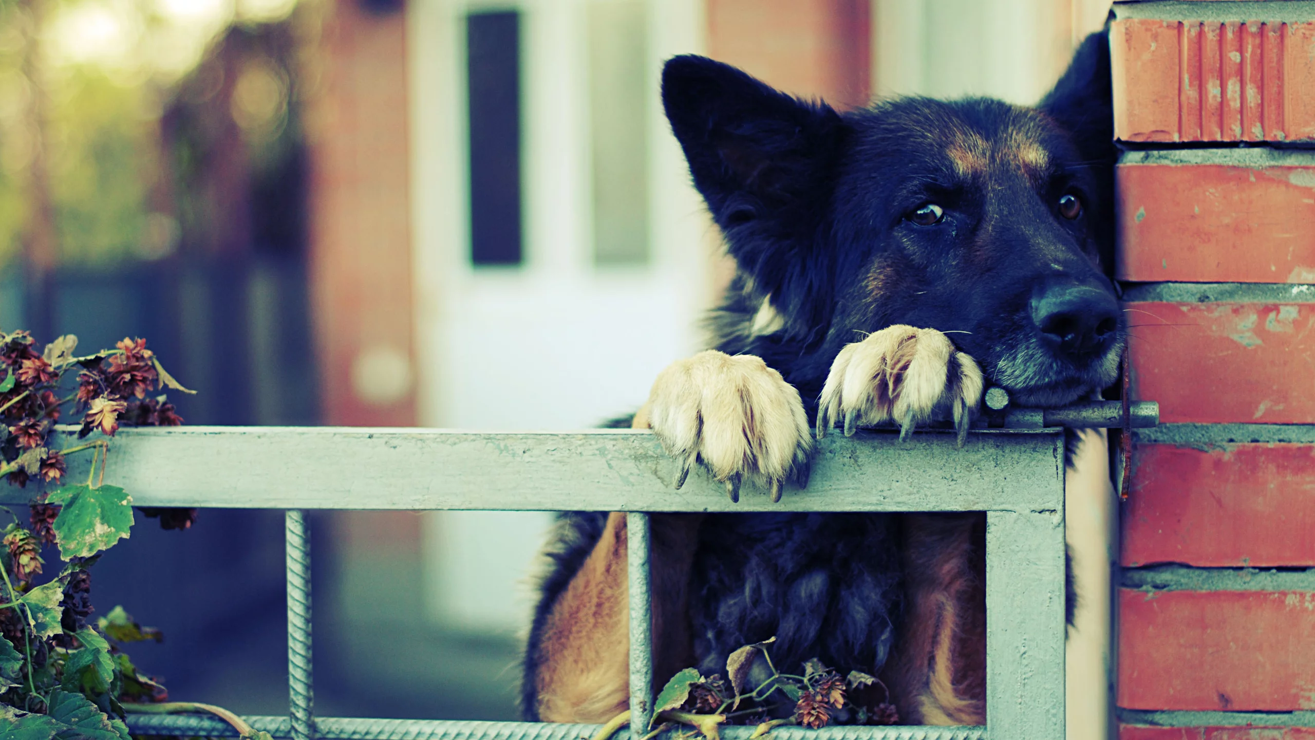 sad, shape, dog, house, look, eyes
