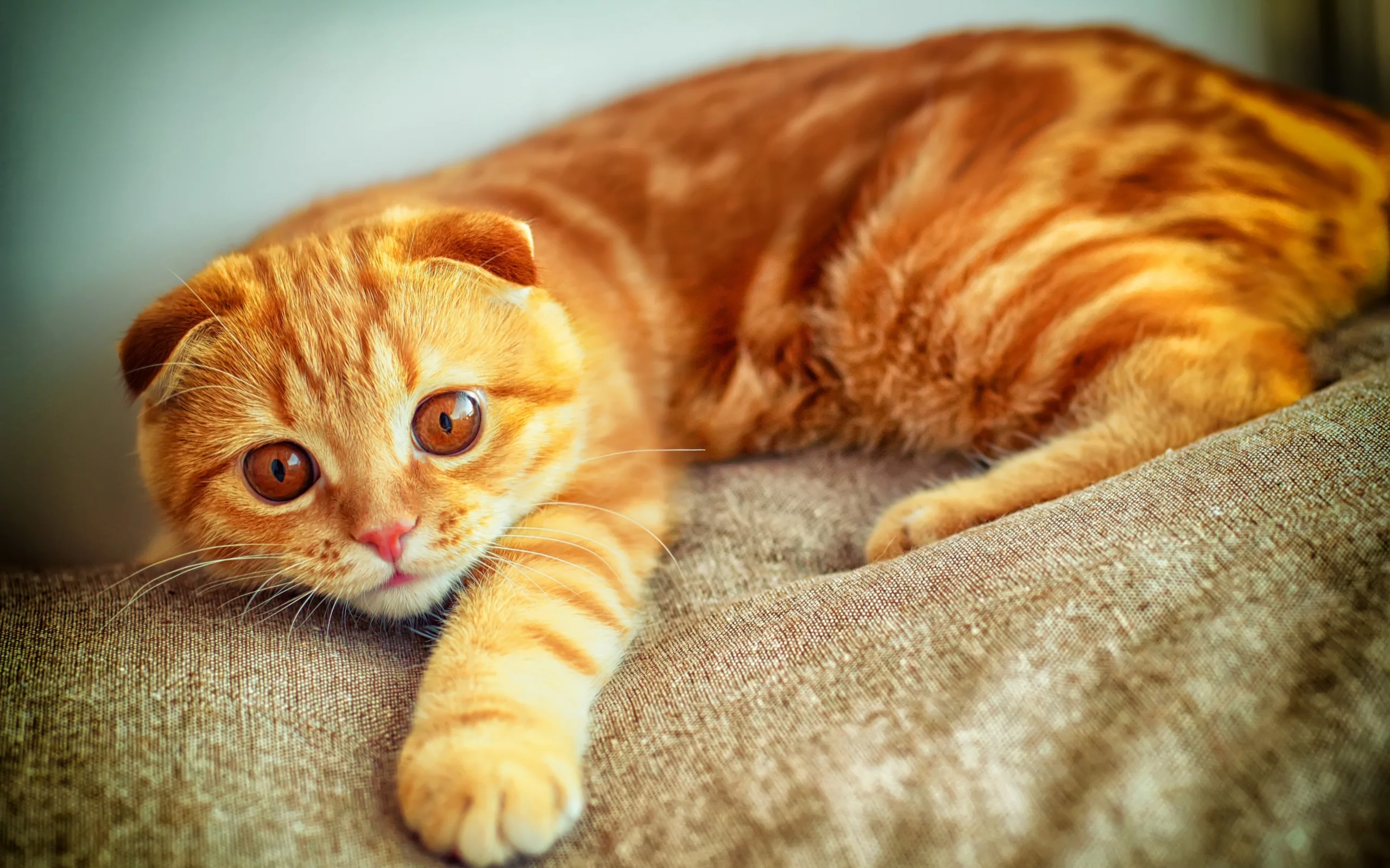 кот, играет, лапа, портрет, рыжий