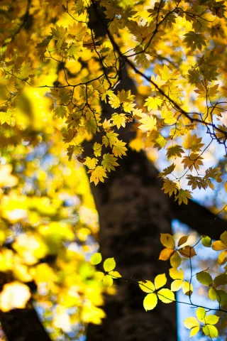 боке, дерево, листья, осень, october
