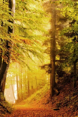 природа, дорога, лес, осень