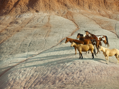 horses, herd of horses, mountain