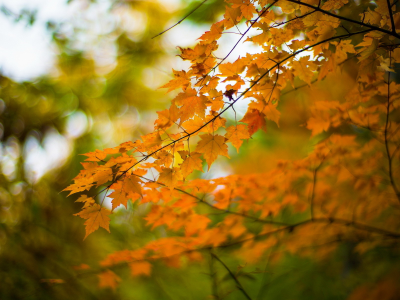осень, природа, листья