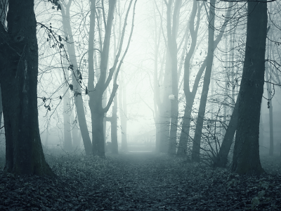 аллея, туман, утро, парк, ghostly path