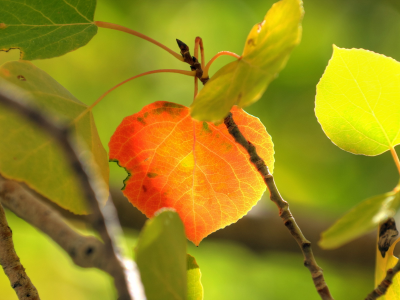 природа, осень, листья