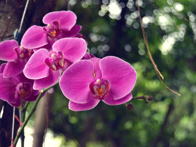 орхидеи, боке, дерево, цветки, ветка