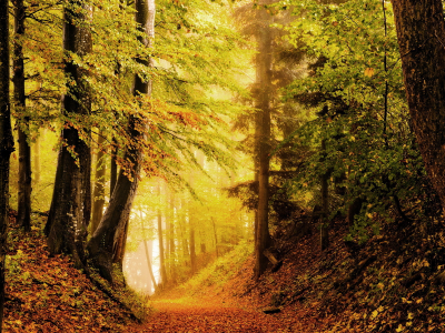 природа, дорога, лес, осень