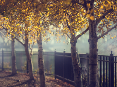 деревья, осень, забор