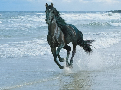 лошадь, волны, скорость
