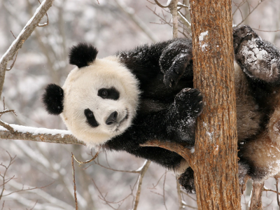Панда, зима, дерево.