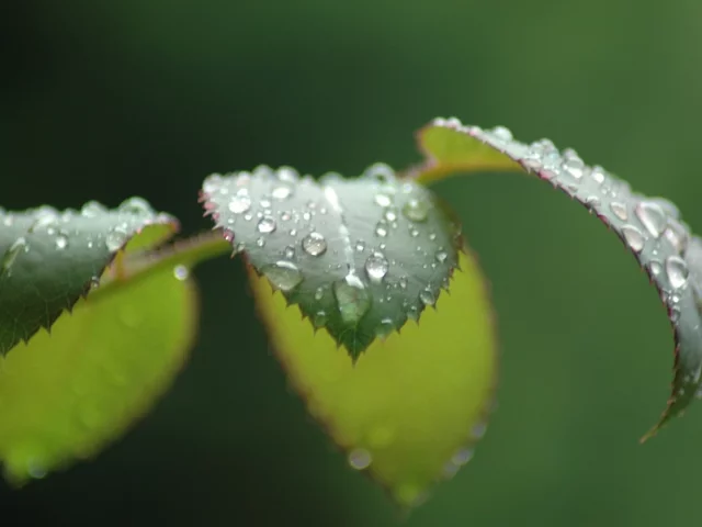 вода, лист