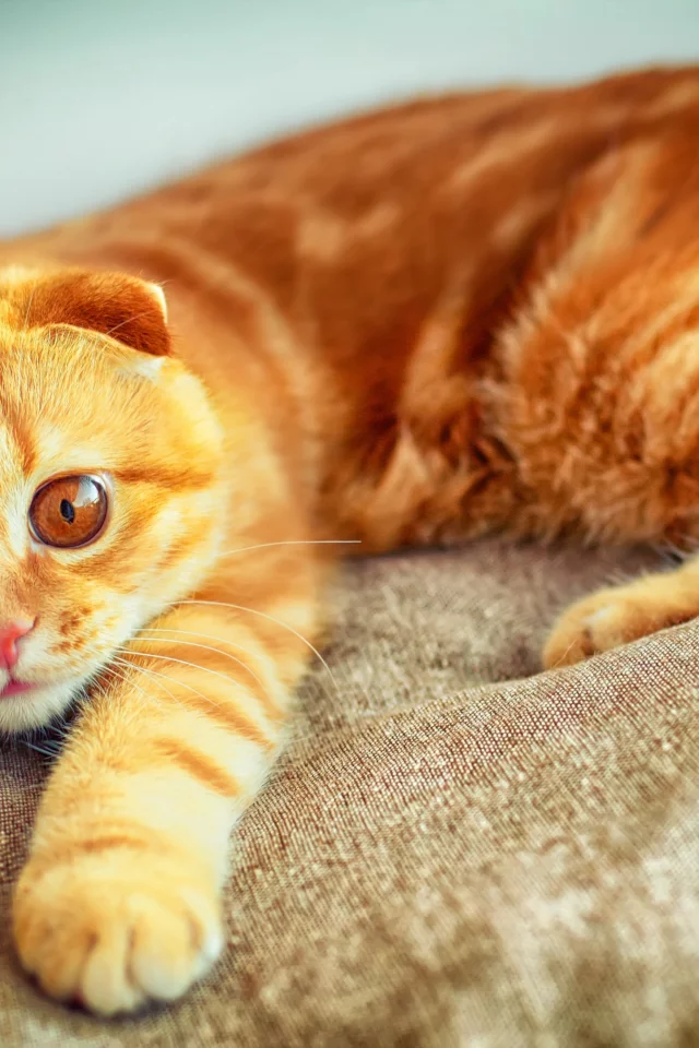 кот, играет, лапа, портрет, рыжий