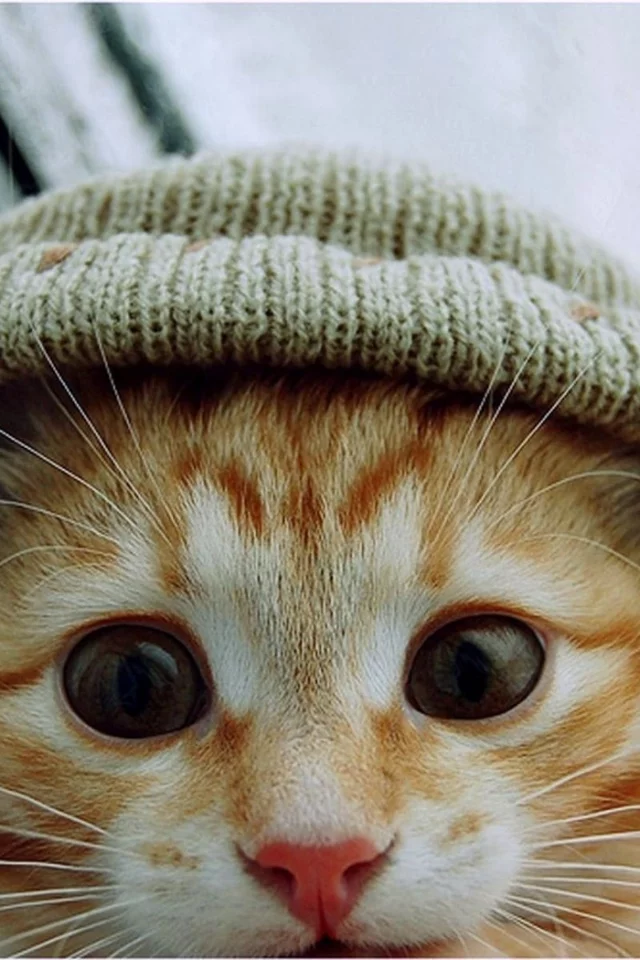 шапка, взгляд, котенок