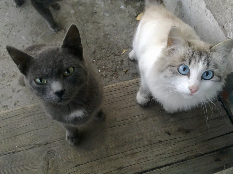 кошка, косая, черный, белая, пара, кот