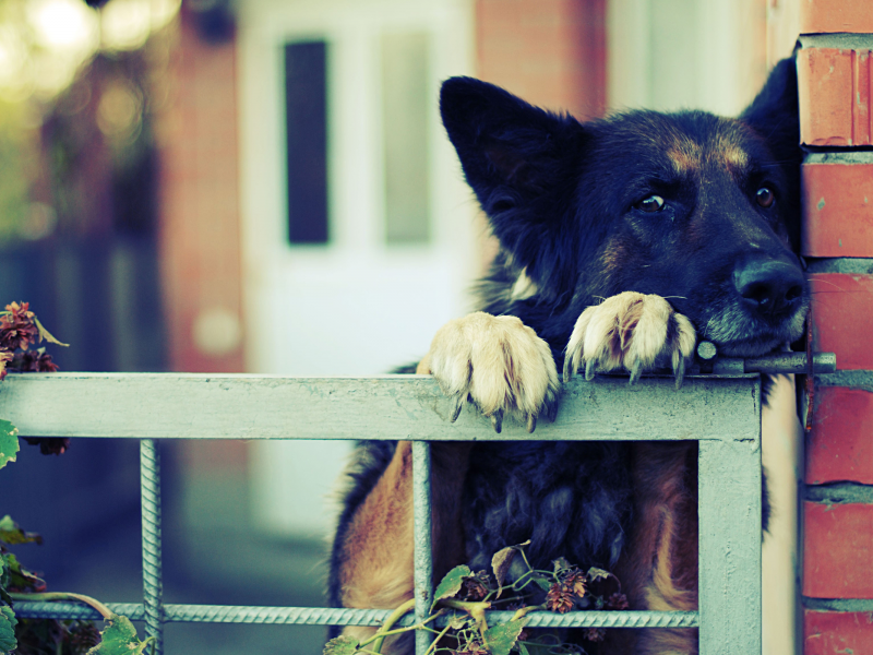 sad, shape, dog, house, look, eyes