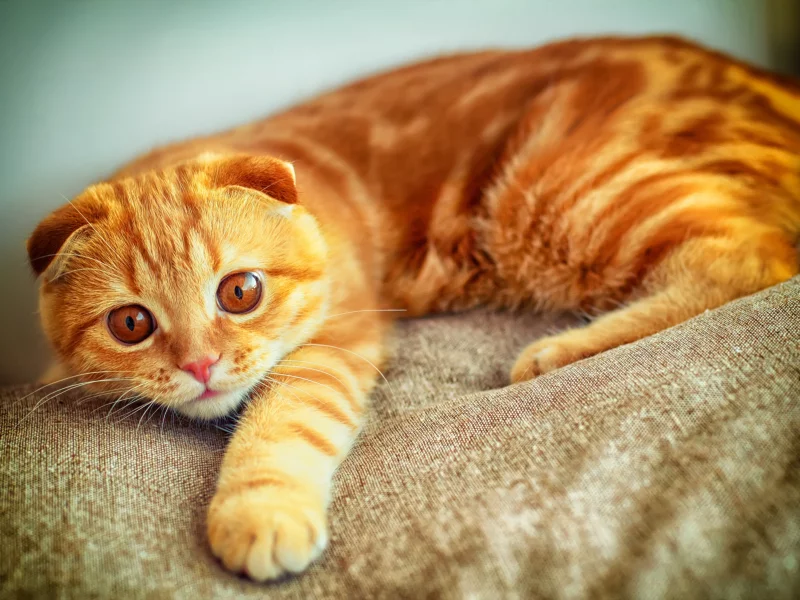кот, играет, лапа, портрет, рыжий
