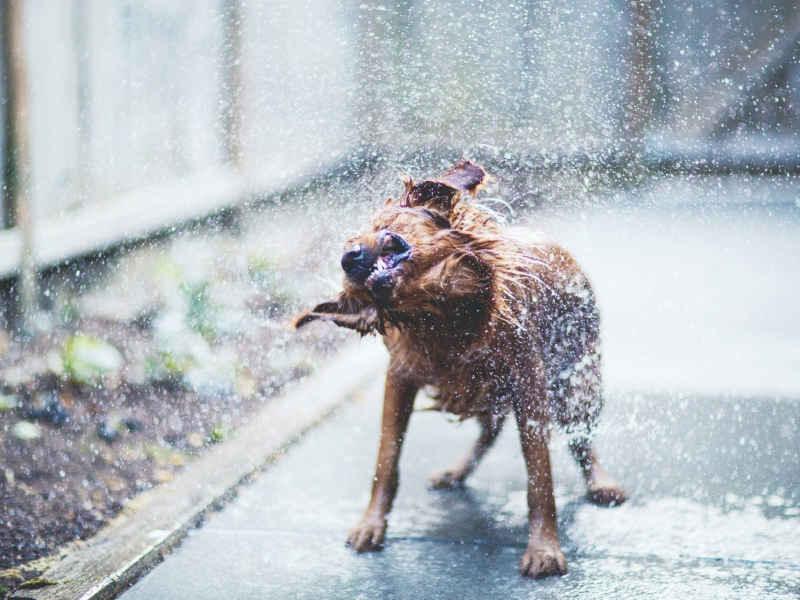 терьер, вода, dog, собака