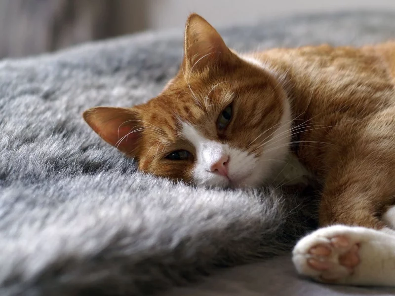 мягко, кошка, лежит, белый, кот, рыжий