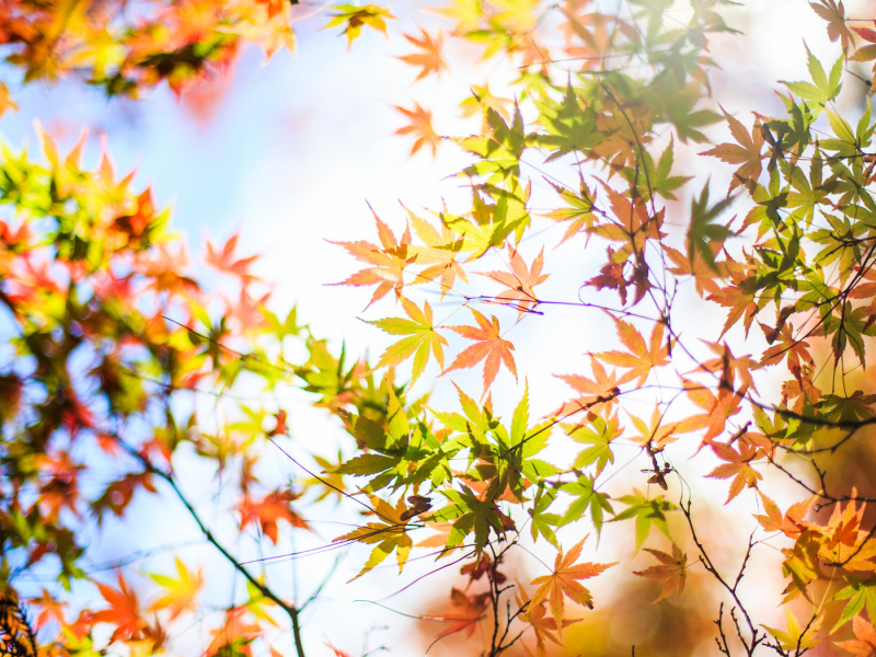 клен, осень, крона, дерево, листья