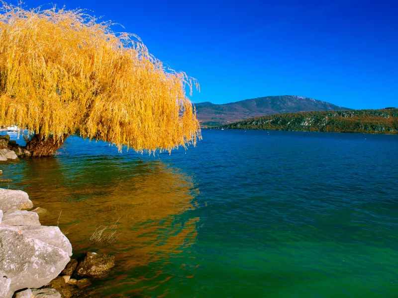 дерево, река, камни